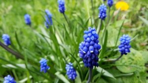 Мускари / Мышиный гиацинт / Гадючий лук / Muscari