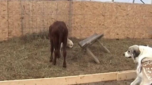 DOG "NURSES" DEER - © Denmortube смотреть онлайн