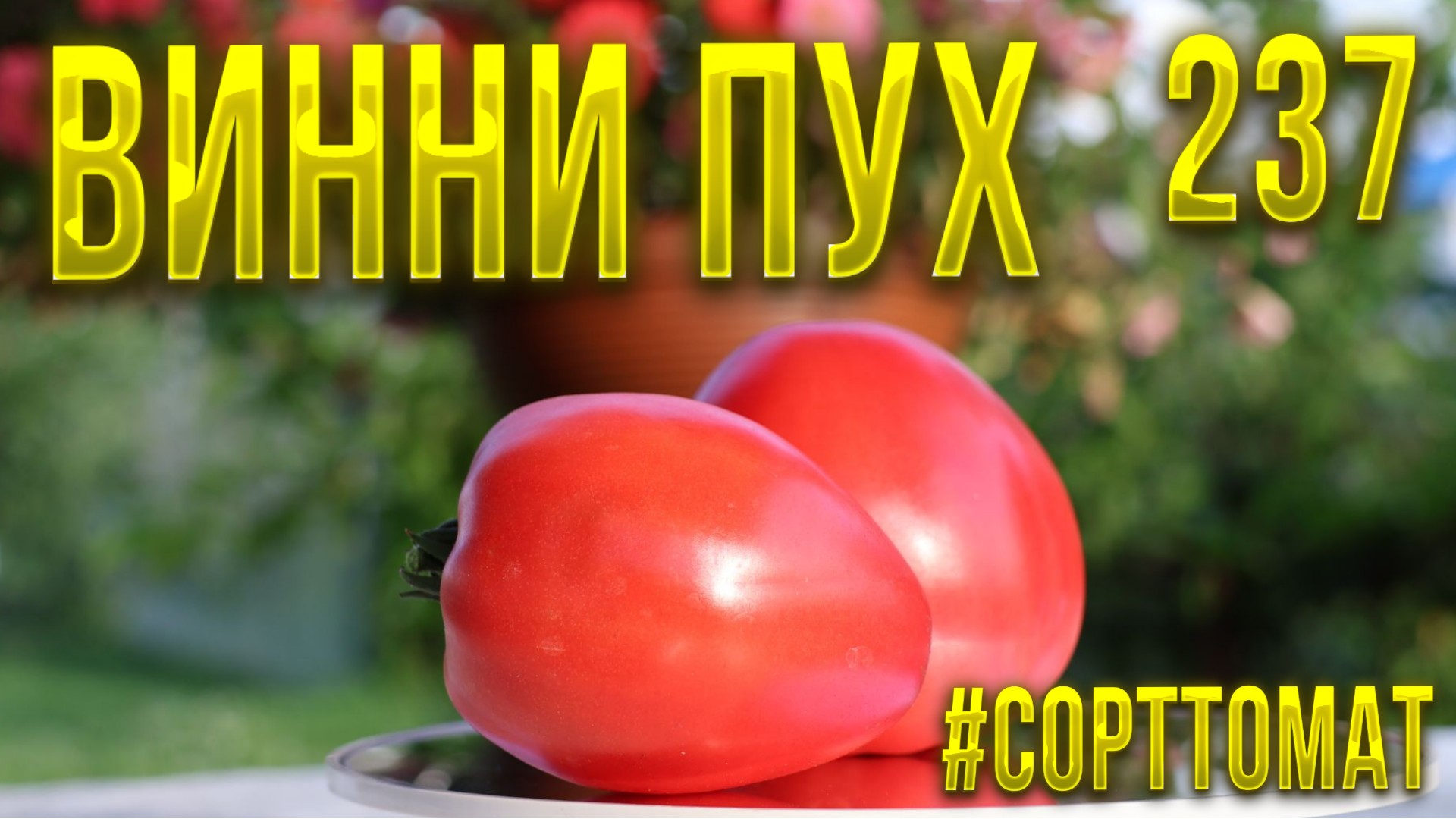 237 ВИННИ ПУХ. Видеообзор экзотических томатов. сорттомат