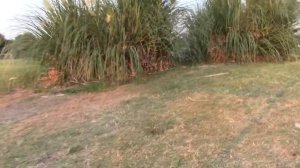 Pampas Grass Blowing in the Wind Landscaping Plant Garden Cortaderia selloana