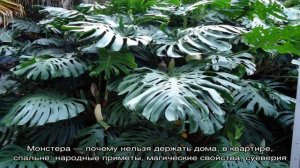 Комнатный цветок монстера — почему нельзя держать дома, в квартире: народные приметы, магические с.