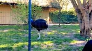 Шлемоносный казуар. Франкфуртский зоопарк. Helmkasuar. Frankfurter Zoo.