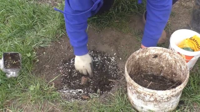 Посадка метельчатой гортензии  Ванилла фрейз