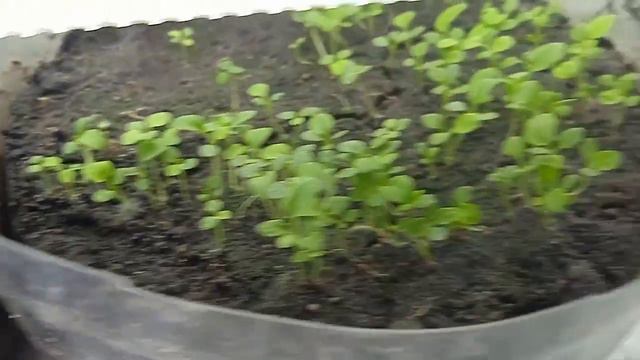 Как посеять петунию методом по снегу смотреть онлайн