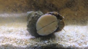 Обзор  - улитка водорослееда Турбо (aquadiary.net)