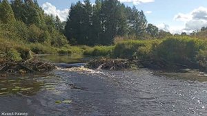 Сломали плотину бобра | щука на реке