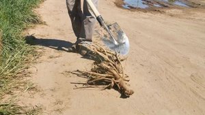 Находим точку роста и боковые почки борщевика. Что нужно чтобы он перестал расти?