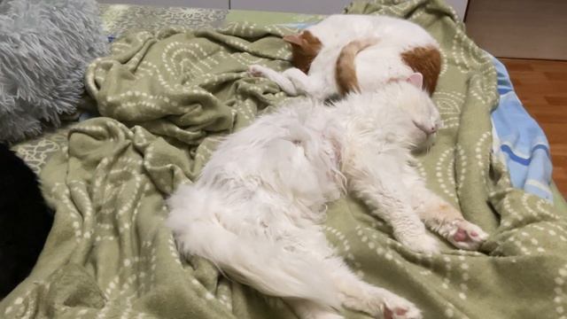 Котики 15 ноября вечер смотреть онлайн