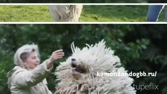 Комондор Жандер смотреть онлайн