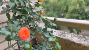 Цветение розы Вулканика. САМАЯ НАДЁЖНАЯ РОЗА   #доброеутро #набалконе