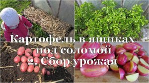 Картофель в ящиках под соломой. 2. Сбор урожая // Potato in boxes. 2. Harvesting