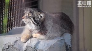 【旭山動物園】人間みたいに座るグルーシャ【Pallas's cat】【manul】