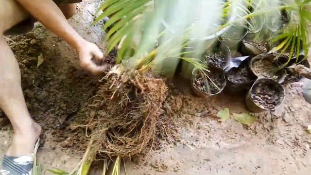 HOW TO PROPAGATE ARECA PALM (GOLDEN CANE PALM) [BUTTERFLY PALM] - MAGPARAMI NG PALMERA (2021) смотреть онлайн