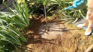 Ива Хакуро Нишики на штамбе: посадка, уход и черенкование. Семья в деревне