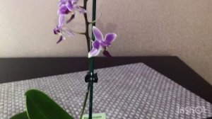 Новая покупка орхидея P.Rainbow Chip