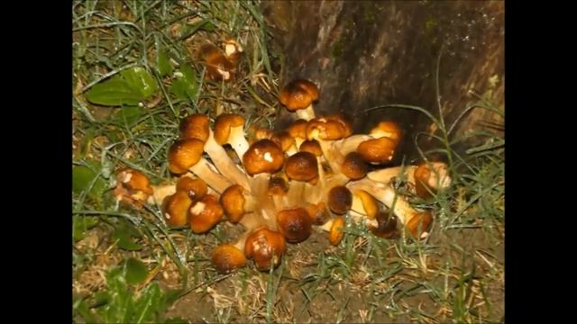 ARRIVA L'AUTUNNO !!! PRIMI CHIODINI Armillaria mellea смотреть онлайн