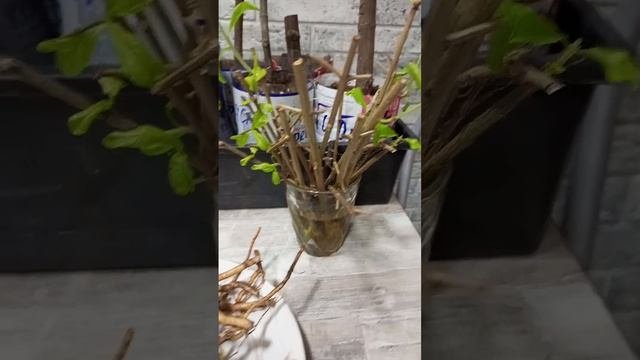 Маракуйя Северная. Размножение корнем. Обзор на 01.12.23