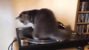 10 часов кот крутится на пластинке