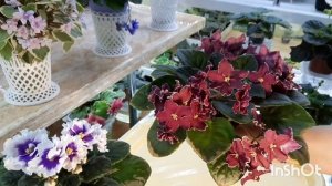 Сохнут края листьев у фиалки! Некроз листьев! Показываю на своих растениях, рассказываю о причинах.