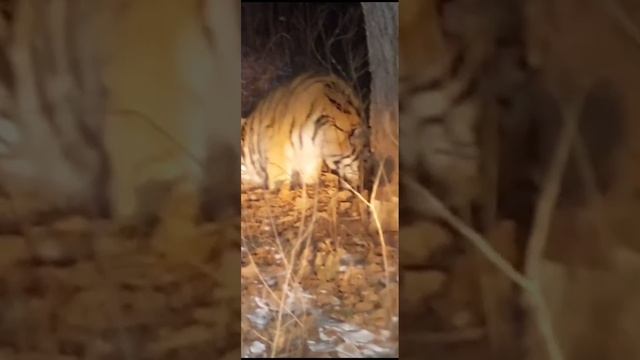 Под Находкой любопытный тигр устроил преследование авто