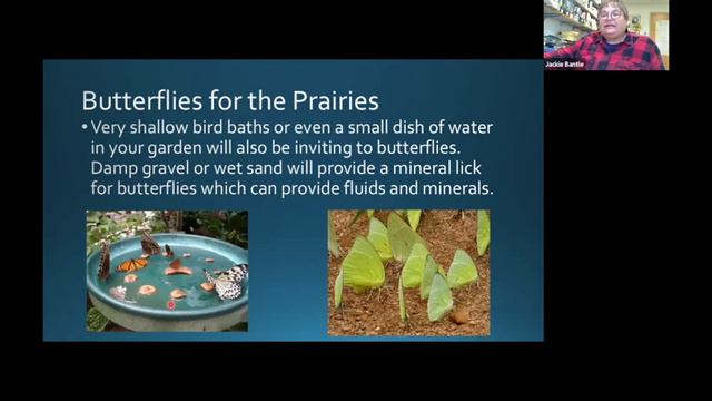 Attracting Bees, Birds and Butterflies смотреть онлайн