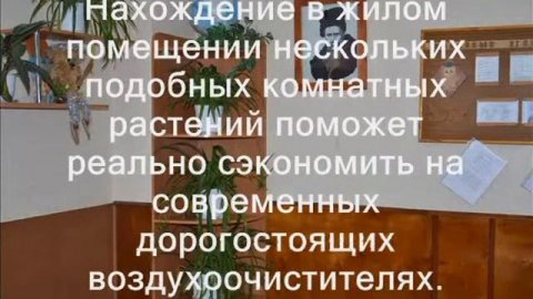 комнатные растения в школе