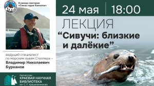 Сивучи на Камчатке. Часть 1. Бурканов В.Н. 24.05.2024