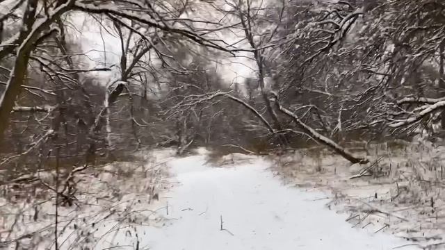 Приключения грибника на берегу реки !