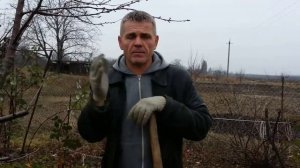 Осенние работы в саду,перекопка приствольников плодовых деревьев