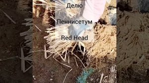 Как делить злаки? Делю пеннисетум Red Head весной! Злаки в саду.