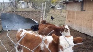 Не покупайте маленьких телят