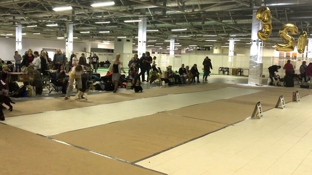 Выставка #4: Мой ласковый и нежный зверь. Класс юниоры. смотреть онлайн