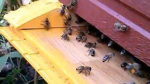 Пчеломатка бакфаст.