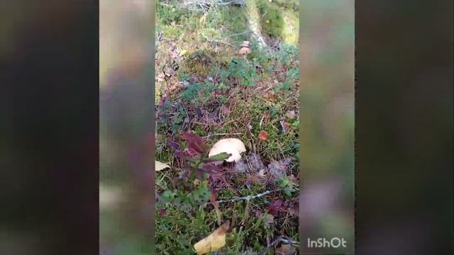 Грибы.Колпак обыкновенный. смотреть онлайн