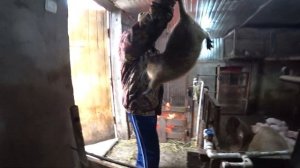 ПРОДАЮ НУТРИЙ НА ПЛЕМЯ!