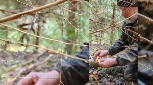 Кирпично-красный можно съесть, когда нечего есть. ЛОЖНООПЁНОК КИРПИЧНО-КРАСНЫЙ