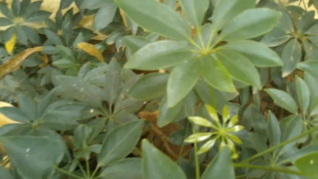 Dwarf Umbrella Tree (Schefflera Arboricola
) смотреть онлайн