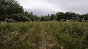 Грибы пошли! За грибами в Тверской области. Открываю грибной сезон.