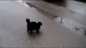 Весна.Коты прилетели...