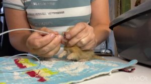 Кормление через зонд котенка