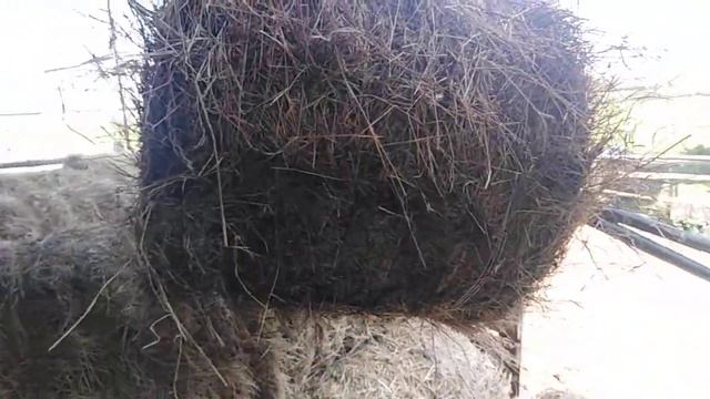 Уборка сена 2020 Русский Кандыз! смотреть онлайн