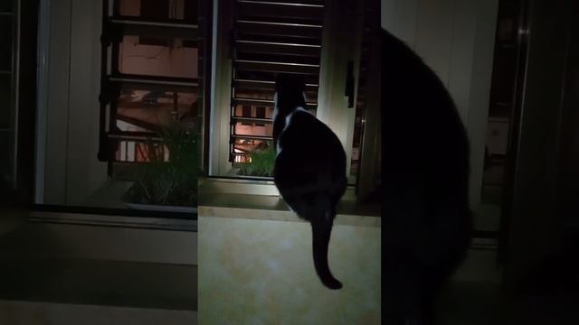 Котофей по кличке Сизма определяет где Луна 🌙и другие планеты.Прямо звездочёт какой-то 🌏😍😅👍😛🐾✨