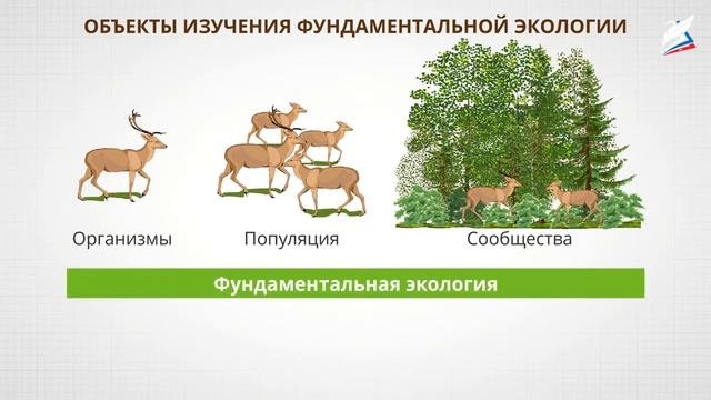 Введение в экологию