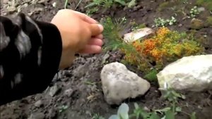 Где сажать можжевельник. Правильно выбираем место. Часть 1.