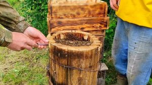Пересаживаем дикий рой из колоды в улей