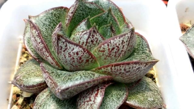 Succulent Plant Echeveria purpusorum 大和錦 смотреть онлайн