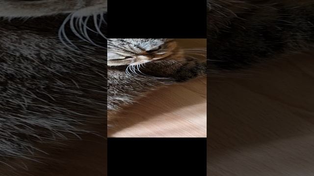 Life она такая. Люблю Лизу снимать на видео