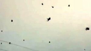 полетели, полетели - на головку сели.