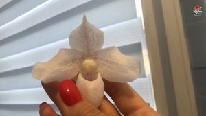 Пафиопедилум Paph Deception II (Niveum x Delenatii) -тайна разгадана! )))