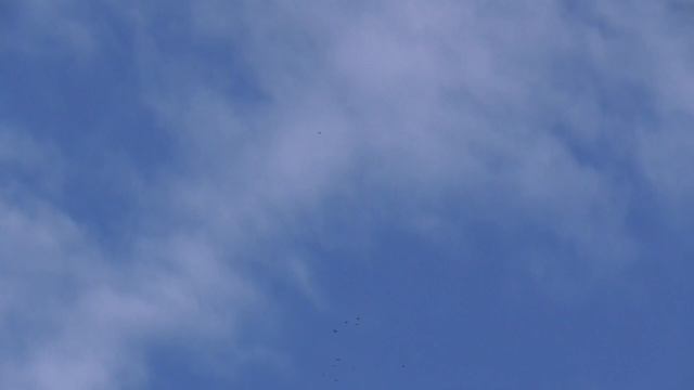 Голуби Донецка (Будни, всё как есть, от и до....) смотреть онлайн